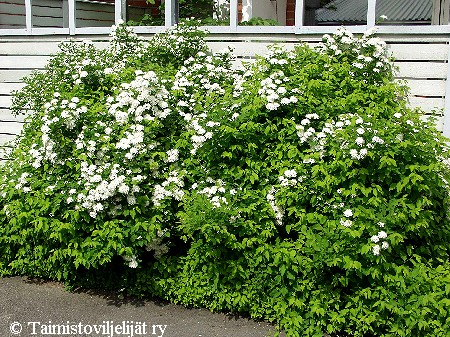 Spiraea chamaedryfolia